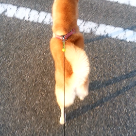 凛ちゃんの画像