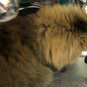 アイスホッケーの画像