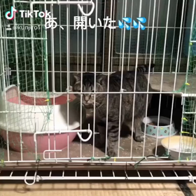 開いてしまった。どうしようの画像