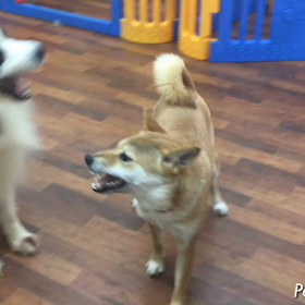 なつちゃんのじゃれ合いの画像