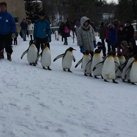 旭山動物園のペンギンの散歩の画像
