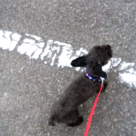 お散歩お散歩の画像