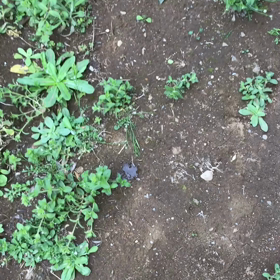 やはり、意識を失った…の画像