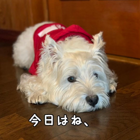 さくらちゃん家の画像