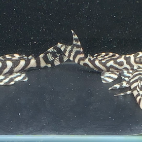 オマケさんバージョン1×2のメリハリ‼️の画像