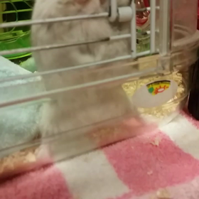 ゴマたん…(^o^;)の画像