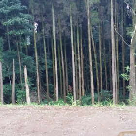 ヒグラシの大合唱in会社裏(笑)の画像