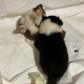 階級付け　ボーダーコリー　子犬の画像