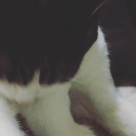 (*σ･ω･｡)σﾂﾝﾂﾝ…無視〜？(*ΦДΦ)の画像