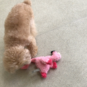 ♪プレイルーム動画♪①の画像