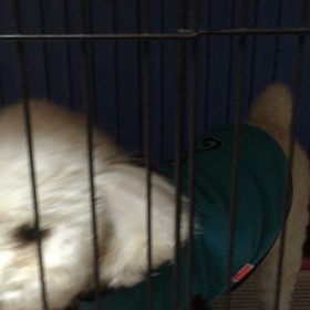 レオ日記(おバカレオ)の画像