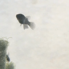 水槽水換えと掃除の画像