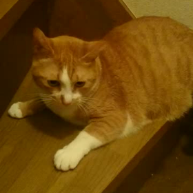 パンチ☆の画像