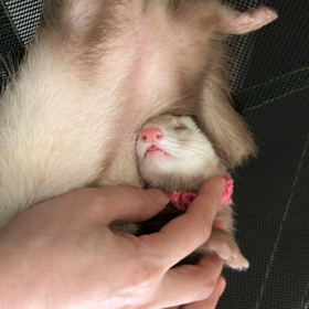 今日のシナモン  かわいいなぁ♪の画像