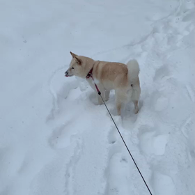 又，積もった〜の画像