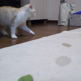 愛猫マロンのボール遊びの画像