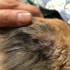 ミケちゃんを撫でこの画像