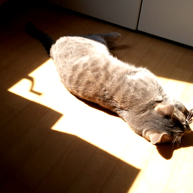 日向でごろんちょの画像