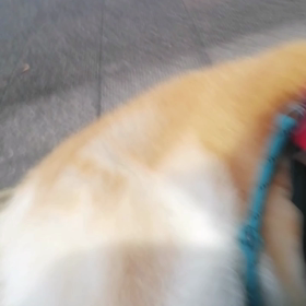 豪雨❓なんて天気予報が今朝は外れ＼(^o^)／途中で少し降ってカッパ着たけど快適な朝散歩でした。の画像