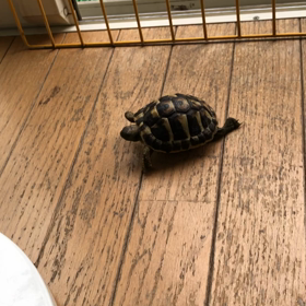 ヘルマンリクガメ虎太朗の画像