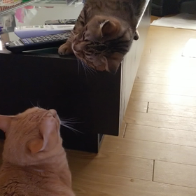 老猫対子猫の画像