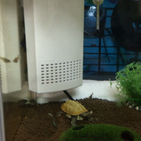 #7 今日のグッピーたちの画像