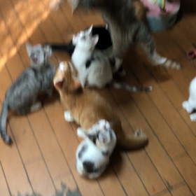 アイドル大集合第2弾の画像