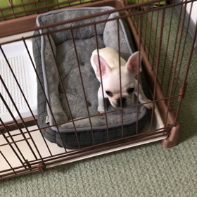 食べ盛りのフレンチブルドッグの画像