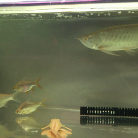 アルビノの動画！！の画像