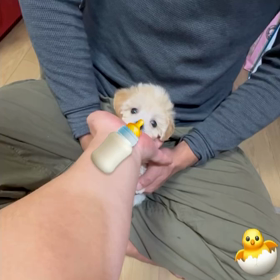 ❤️決まりました❤️ノンノンモーニングちゃん❤️動画❤️の画像