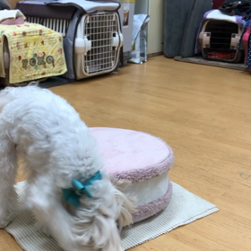 ポコ編。の画像