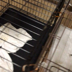 最後の子飼い主さん決まりましたの画像