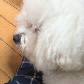 3日前にトリミングしたばかりなのにの画像