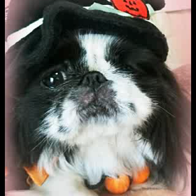 CoCoちゃん、ママへの画像