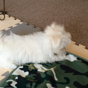 色々と気になるアルビンの画像