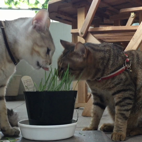 ニャーデニングの画像