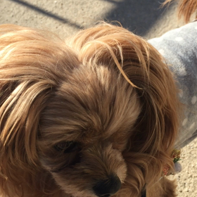 2017年   初動画〜♪の画像