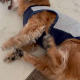 犬のてんかんの画像