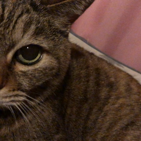 鼻の不調の画像