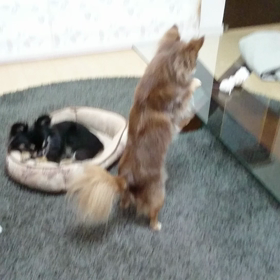 よっこらしょ。の画像