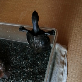 亀ちゃん脱走に失敗するの画像
