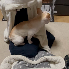 くうってばやっぱしクールの画像