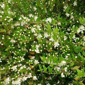 ギンバイカの動画・頭を空っぽにする時間の画像
