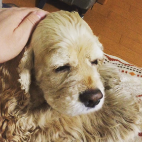 なでなでマロンちゃんの画像