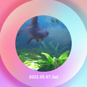 ~~~ 金魚さん ~~~の画像