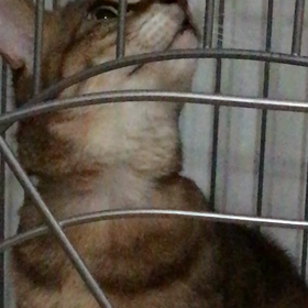 クンクン クンクンの画像