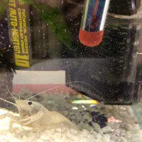 ちょうだいしてるの？ザリガニさんの画像