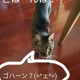 みるく爺ちゃんの朝ごはん(=^ェ^=)の画像