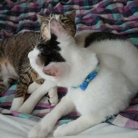 一年くらい前のルイハナ。の画像