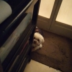 【2023年10月10日(火）警備員チョコ仕事してくださいの画像